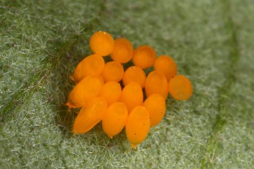 Réf. 328 624 : Leptinotarsa decemlineata